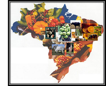 Brazilian agriculture